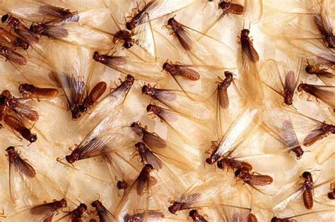 Nombran a la termita de Formosa especie invasora más dañina del mundo