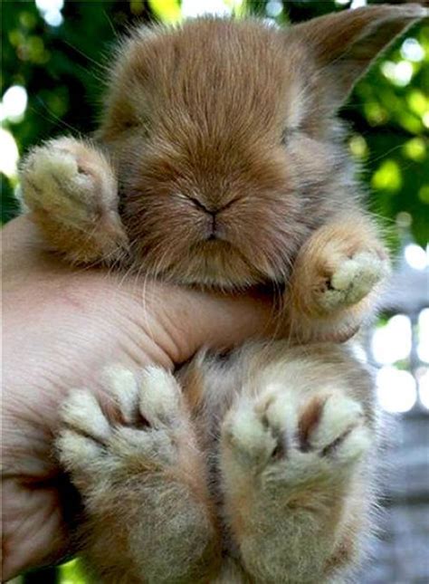 Cute Little Bunny Funny Pictures Of Animals