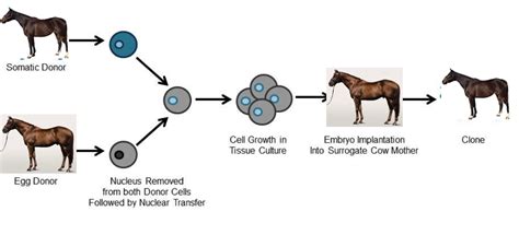 Cell nuclei (for cloning), oocyte nuclei, ooplasm, which contains mitochondria and in 2014 fda held a public meeting of the cellular, tissue, and gene therapy advisory committee (cgtac) to discuss oocyte modification in assisted. Cloning, Genetic Engineering and "Playing God"