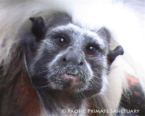 Critically Endangered Cotton Top Tamarin Echo Found A Place Of Peace