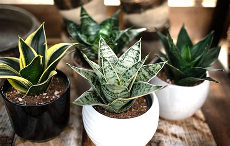How To Care For Your Sansevieria Snake Plant House Home Tips West