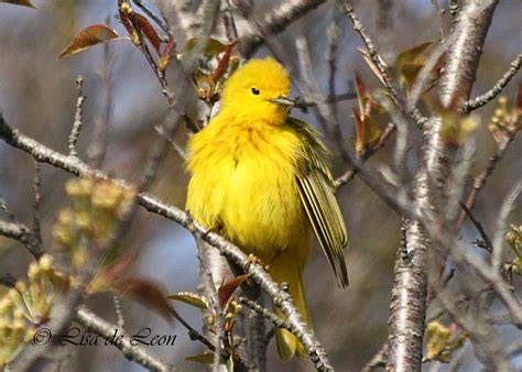 Birding With Lisa De Leon Yellow Warbler