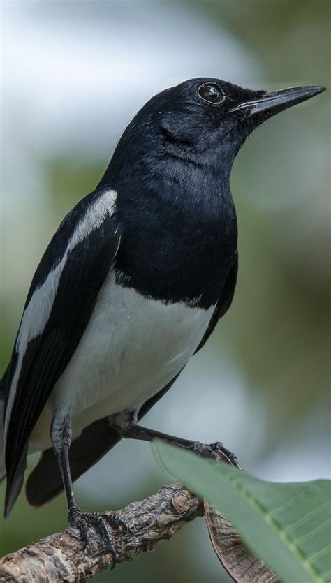 Can be seen in 21 countries. Photo of oriental magpie-robin - About Wild Animals