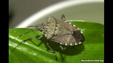 Dont Waste Your Money How To Fight The Stink Bug Invasion