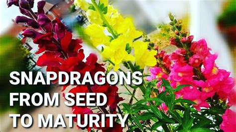 How To Grow Snapdragons Antirrhinum Majus From Seeds ~ Full Tutorial