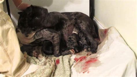 More puppies being born tonight in one of our foster homes. Merle Pit Bull Puppy being born 11-22-13. 4th Merle of 4 total litter of 8 - YouTube