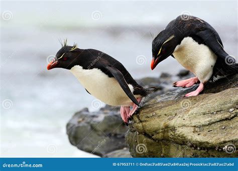 Pingüino De Rockhopper Chrysocome Del Eudyptes Saltando En El Mar