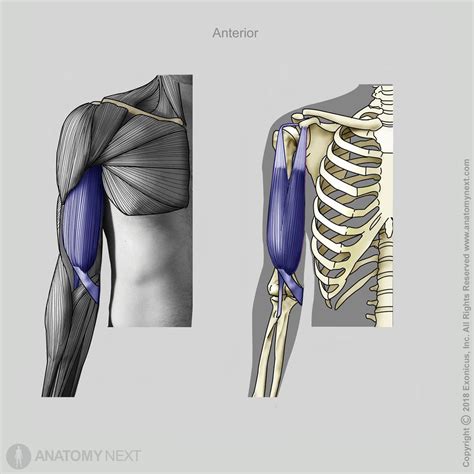 Biceps Brachii Encyclopedia Anatomyapp Learn Anatomy 3d Models Articles And Quizzes