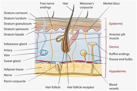 Integumentary System Comprises The Skin And Its Appendages Online