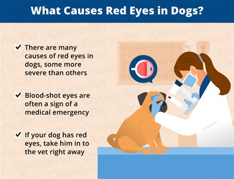 Red Eye In Dogs When To Go To The Vet Canna Pet