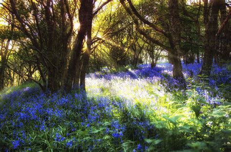 Scotland Bluebell Flowers Stock Photo