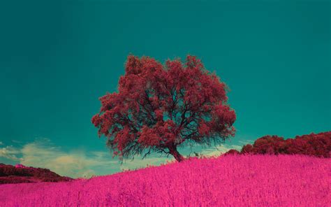 Download Wallpaper 3840x2400 Tree Pink Photoshop Grass Lonely 4k