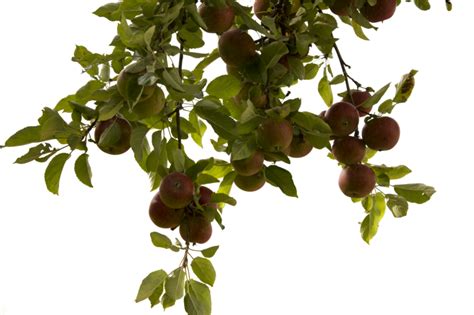 Apple Tree Png Clip Art Library