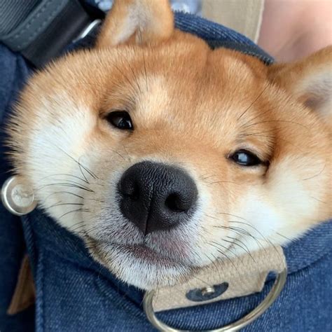 Shiba Inu Goes Viral For His Love Of Smiling Especially After Seeing