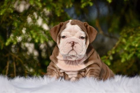 So what's our pick for best bulldog insurance? Chocolate English bulldog puppy | English bulldog, Bulldog puppies, English bulldog puppy