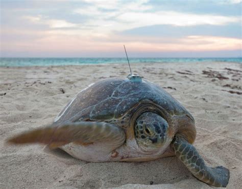 Florida Sea Turtles Make Comeback With Residents Help Wjct News