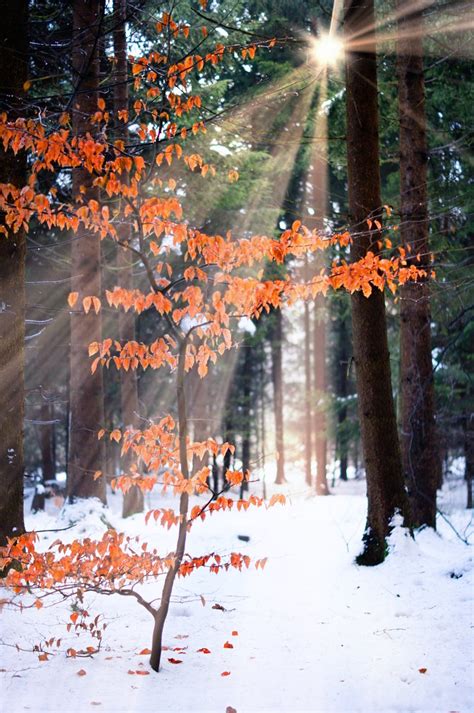 Free Beech Tree In Winter Forest Stock Photo