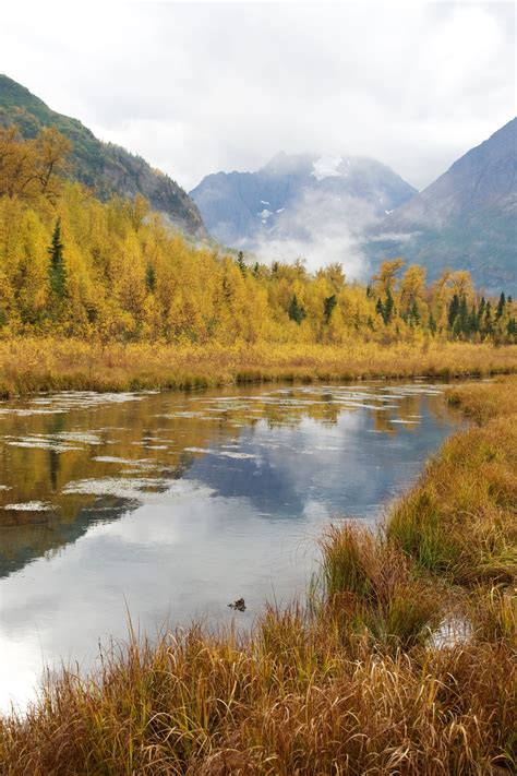 Fall Color And A Spring Fed Pond In The Chugach Mountains Alaska Fed