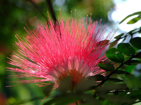 Mimosa Tree Identification Growing Facts And Care Mystargarden