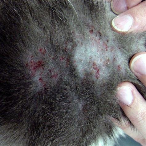 Miliary Dermatitis Cats Home Remedies Sovereign Profile Lightbox