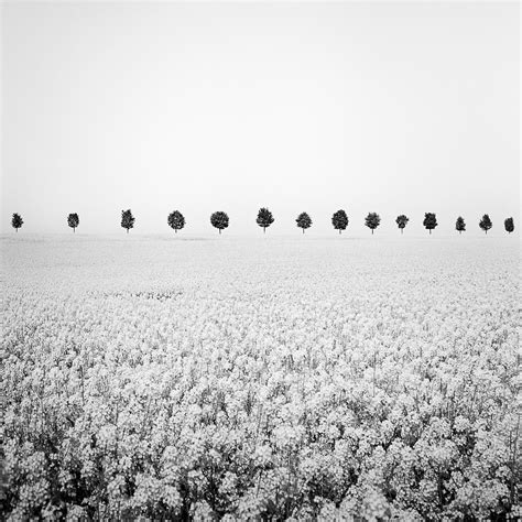 Gerald Berghammer Brassica Napus Row Of Trees France Black And