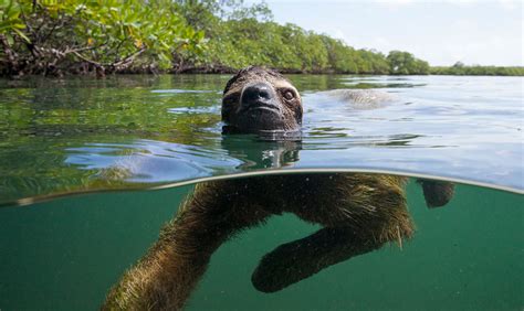 Keeping Pygmy Sloths Afloat Animal Behaviour Earth Touch News