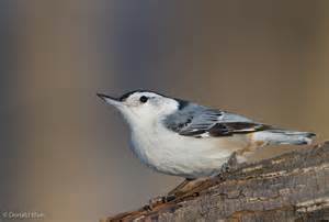 I could make this post really wordy, but, for the most part, i will let the pictures speak for themselves. Small backyard birds.... -- Birds in photography-on-the ...