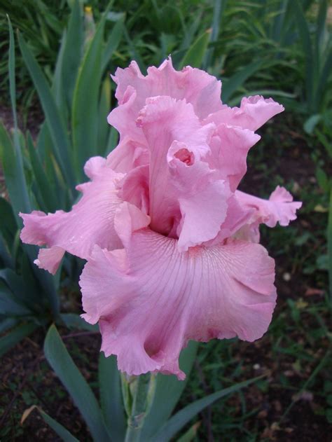 Bulb flowers are the easiest way for gardeners to add variety and color to their gardens that will keeping come back for years — or even decades — to come. Irises forum: Ghio Iris - Garden.org