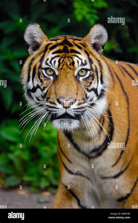 Sumatran Tiger Panthera Tigris Sumatrae Stock Photo Alamy