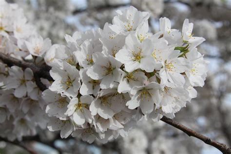 Michigan Exposures Cherry Blossoms