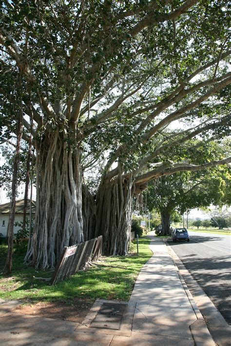 Queenslands Oldest Banyan Tree Queenslands Oldest Banyan T Flickr