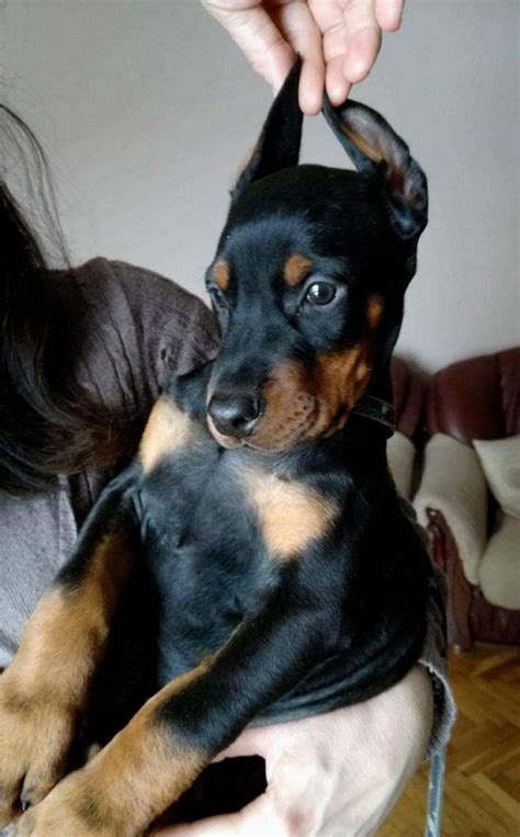 Doberman puppy cost depends on the reputation of the breeder and the care he/she takes for the puppy. Doberman Pinscher, Doberman puppies for sale, dogs, for Sale, Price