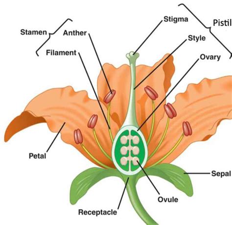 Angiosperm Flower Anatomy Flashcards Quizlet