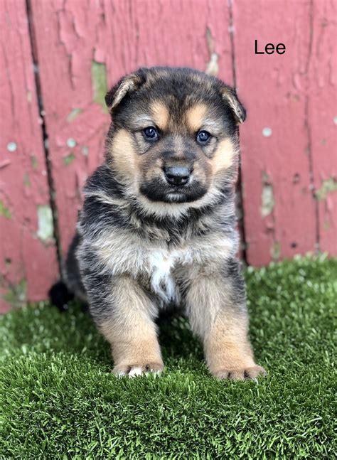 Pure breed female caucasian pup for new home location lagos. German Shepherd Puppies Ny For Sale