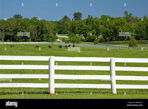 Horses Grazing Trees Hi Res Stock Photography And Images Alamy