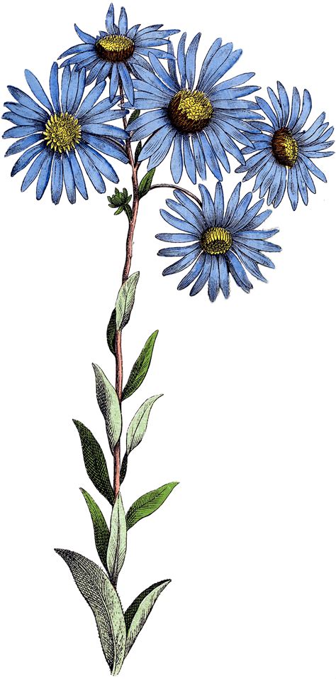 Blue Daisy Flowers Image Botanical The Graphics Fairy