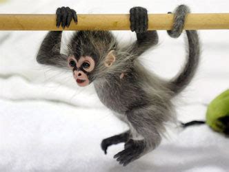 最も選択された baby monkey pet cost 302313 How much does a baby pet monkey cost