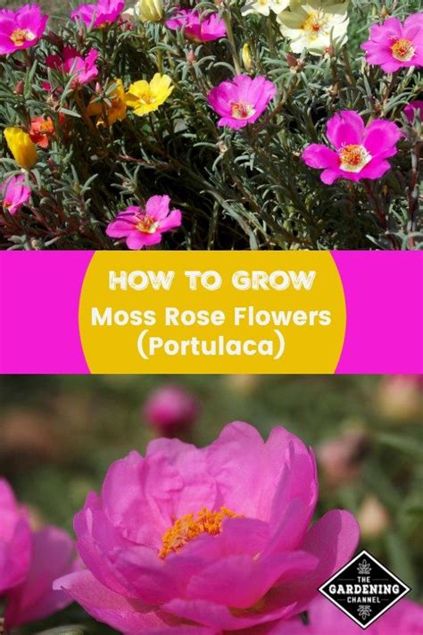 How To Grow Moss Rose Flowers Portulaca Growing Moss Portulaca
