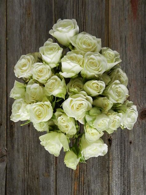 Wholesale Snowflake White Spray Roses Delivered Online Flowerfarm