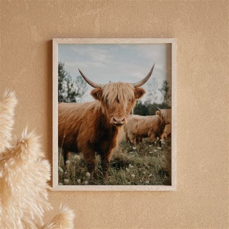 Highland Cow Print Licky Cow Highland Calf Licking Etsy Uk