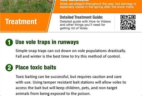 Get suggestions for different ways to safely deal with voles. How To Get Rid Of Voles In Your Yard? - The Housing Forum