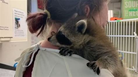 Wildlife Rehab Centre In Need Of Help Ctv News