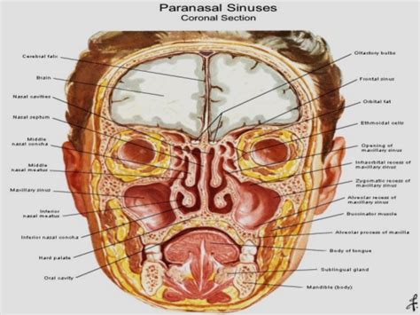 Check out this ultimate guide to studying anatomy. Nasal Cavity Anatomy