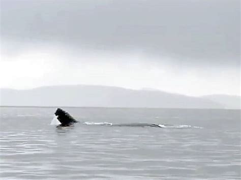 Humpback Whale Valiant Survives Killer Whale Gang Attack Georgia News