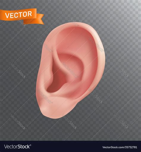 Human Ear Closeup 3d Icon Realistic Body Part Vector Image