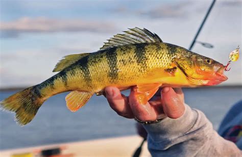 Perfect Fishing Lures For Catch Yellow Perch Fishing Hacking Skill