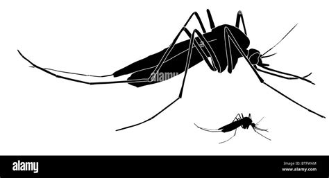 Illustration Of A Mosquito Stock Photo Alamy