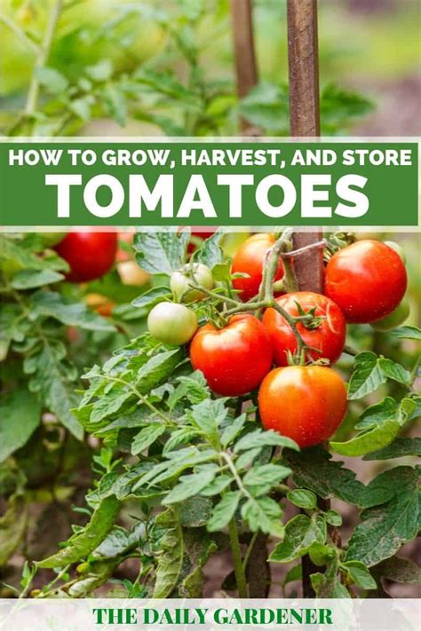 How To Grow Harvest And Store Tomatoes