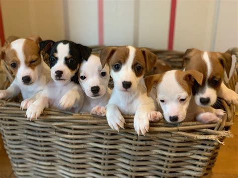 There are allot of puppies and adults that pass through our facilities so this website may or may not be up to date. Beautiful Jack Russell Puppies | Kettering, Northamptonshire | Pets4Homes