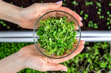 How To Grow Broccoli Sprouts Incredible Health